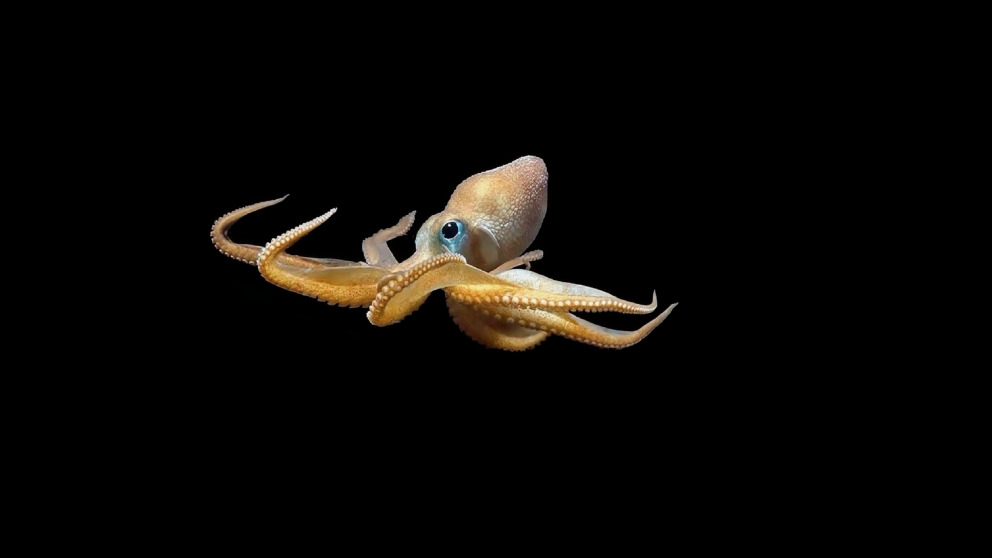 Deep-sea octopus