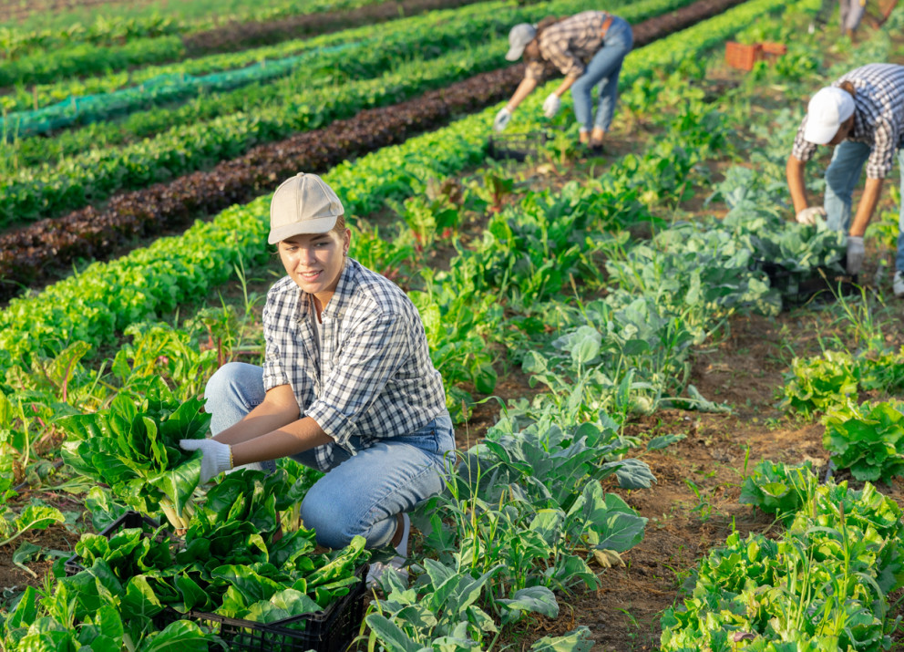 The aim of the [pane] project is to research the social, economic and ecological effects of community-supported agriculture in structurally weak rural regions.