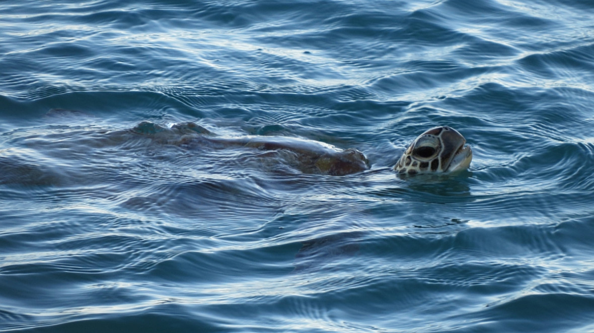 Schildkröten sind im Ozean vielen Gefahren ausgesetzt, darunter Meeresmüll ©IASS/Carole Durussel